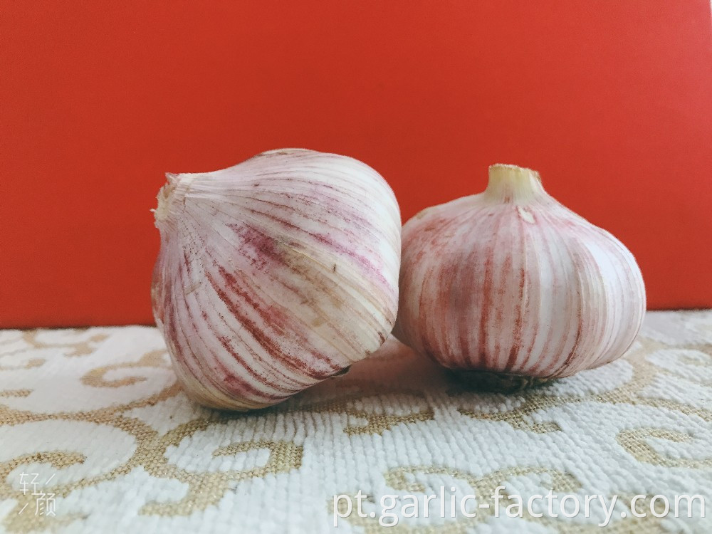 NORMAL WHITE FRESH GARLIC